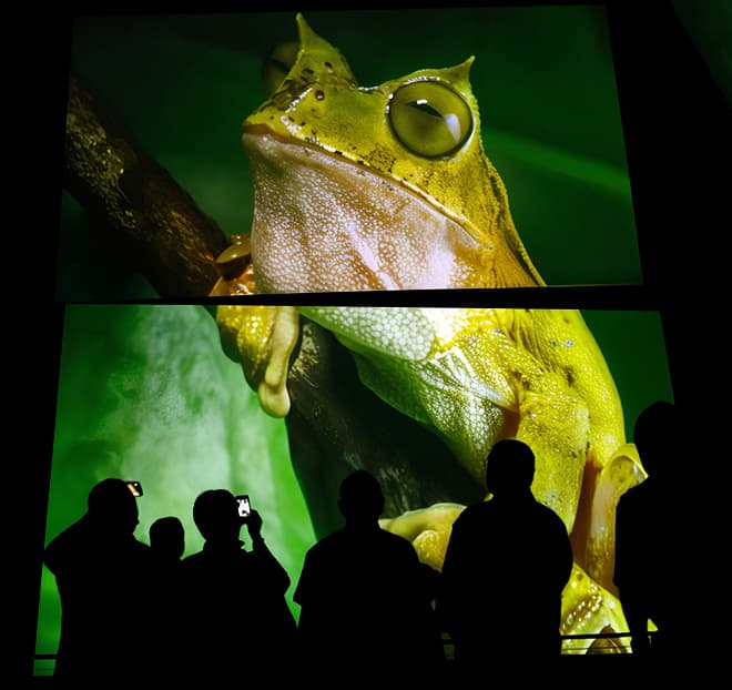 Rlmg Home Page Biomuseo Frog