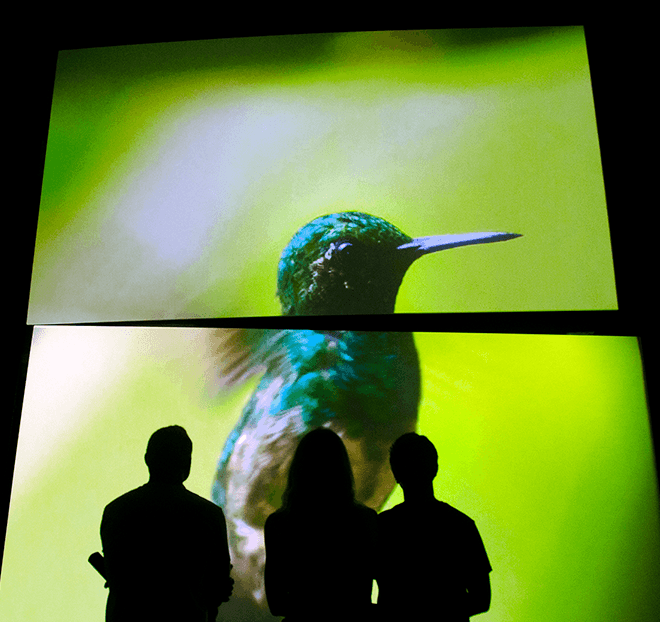 Rlmg Homepage Biomuseo Bird